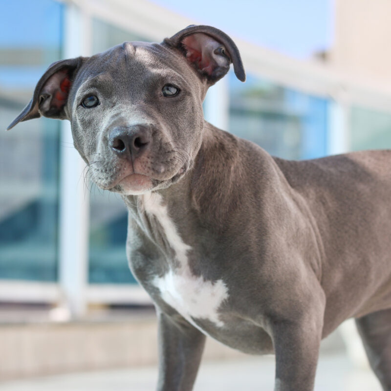 blue nose pitbull puppy standing outside in new york