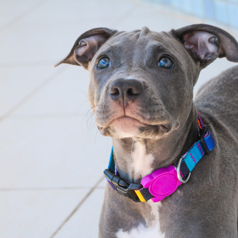 blue nose pitbull on tile floor in new york