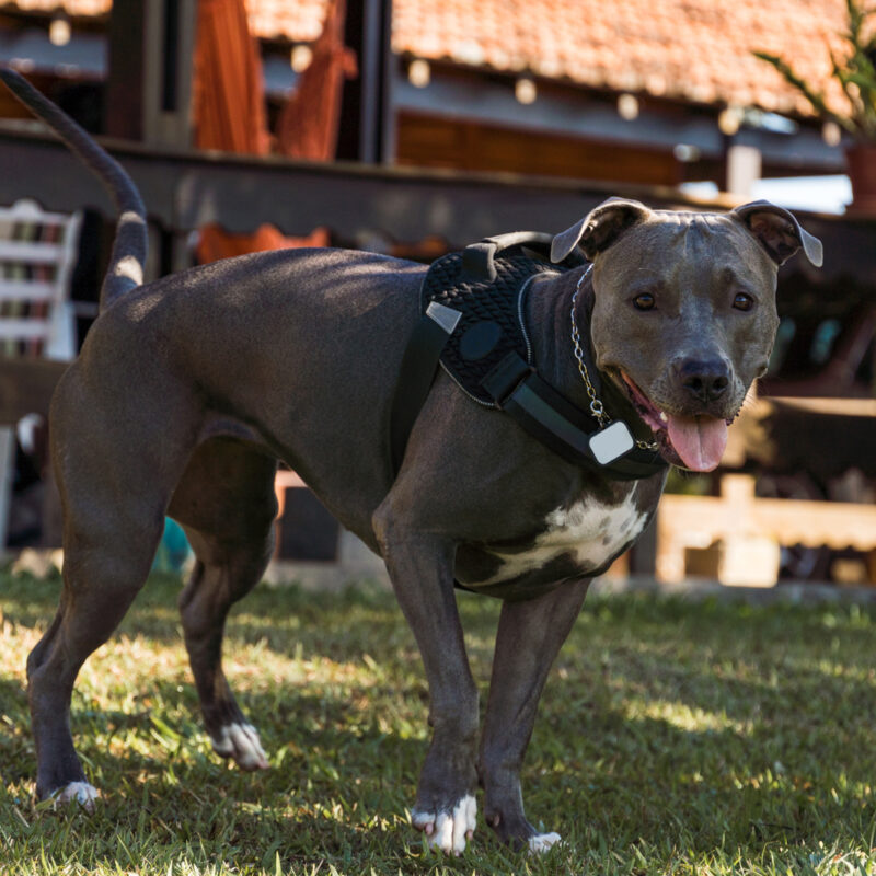 blue nose pitbull walking outside in front of building in pennsylvania