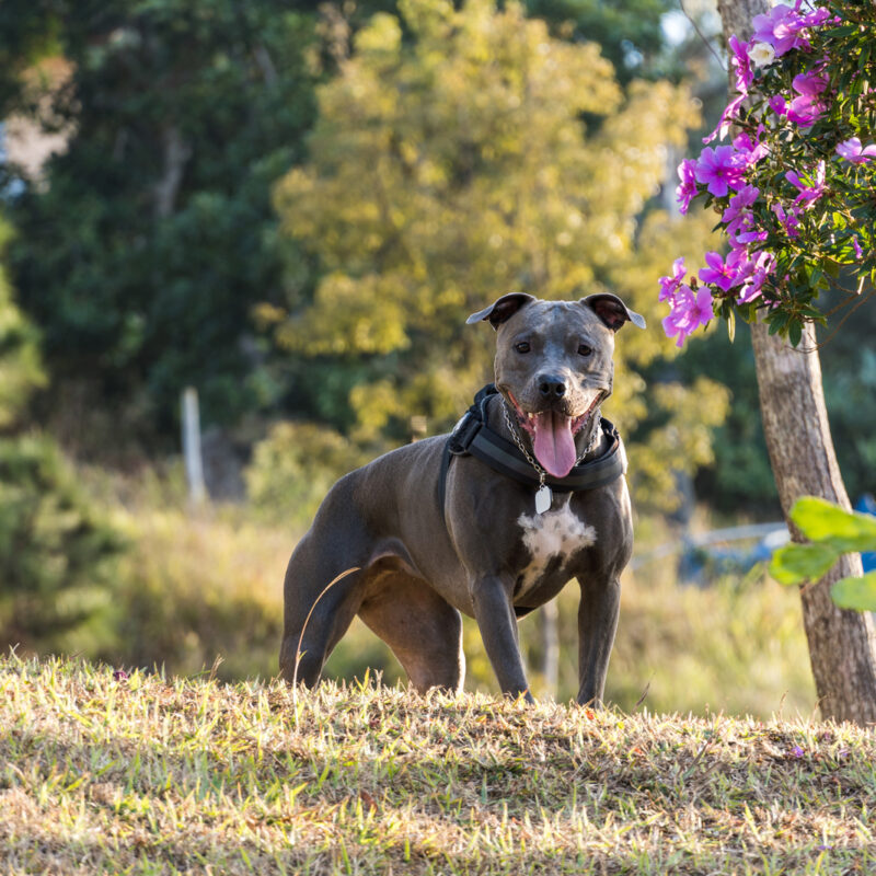 blue nose pitbull standing outside by blooming tree in pennsylvania with people in the background