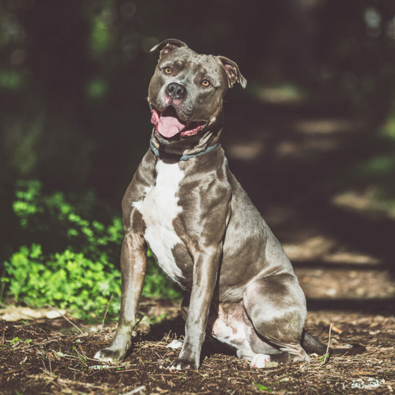 blue nose pitbull sitting down on hiking trail in the woods in pennsylvania