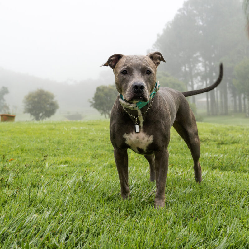 blue nose pitbull outside in fog in texas with palm tree