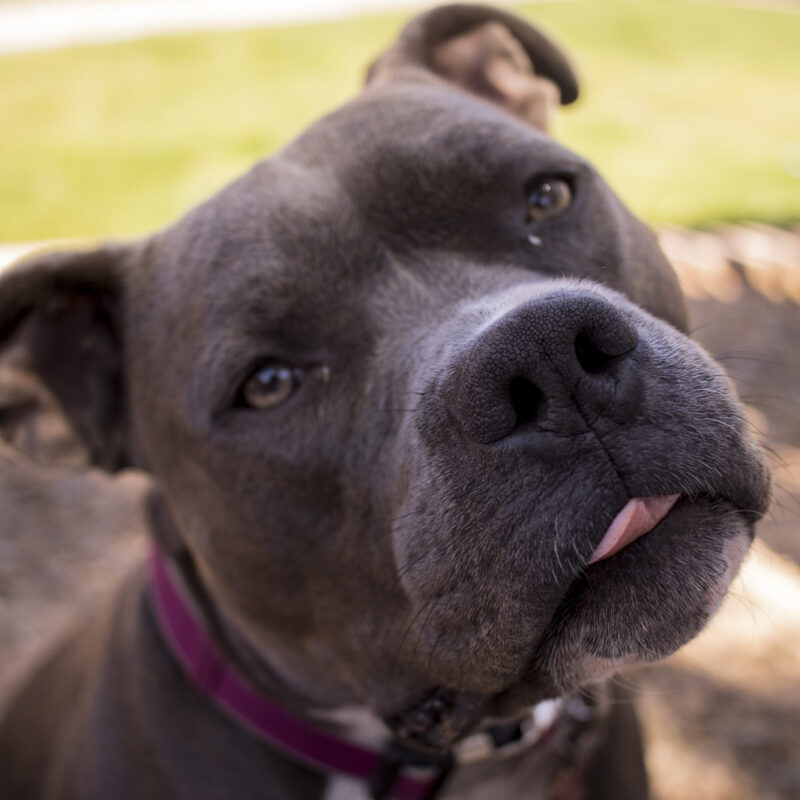 blue nose pitbull with their tongue out outside in texas