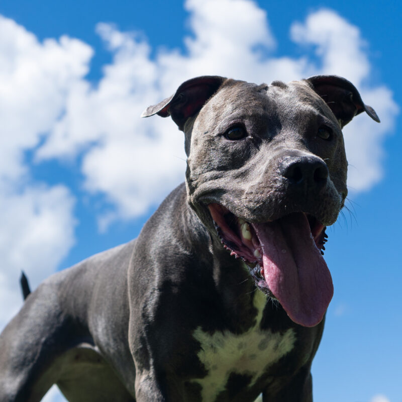 blue nose pitbull outside under partly cloudy sky in texas