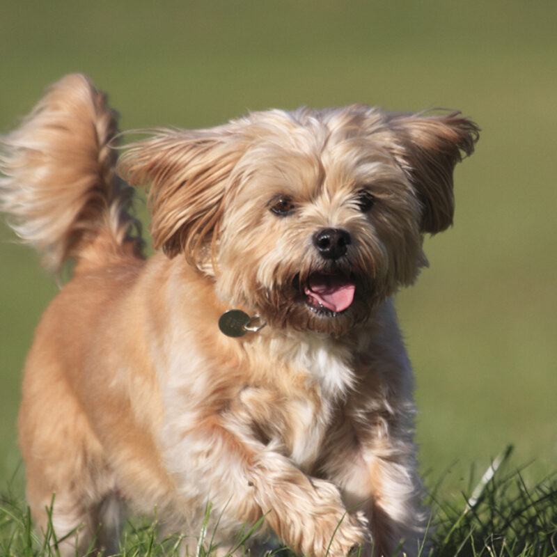 Shorkie,,Shih,Tzu,X,Yorkie,Running,On,Grass Shorkie, Shih Tzu x Yorkie running on grass