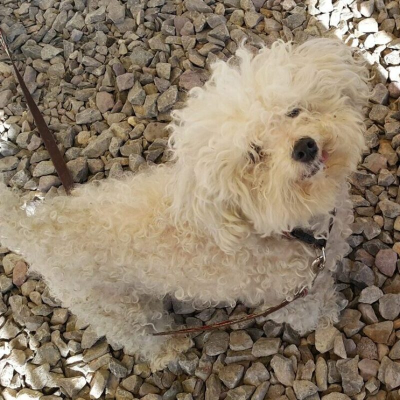 teacup poodle on leash looking up at camera on gravel in pennsylvania