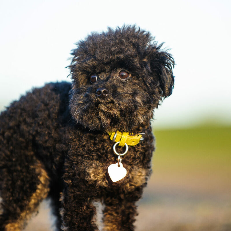 black teacup poodle in collar with heart tag outside in florida