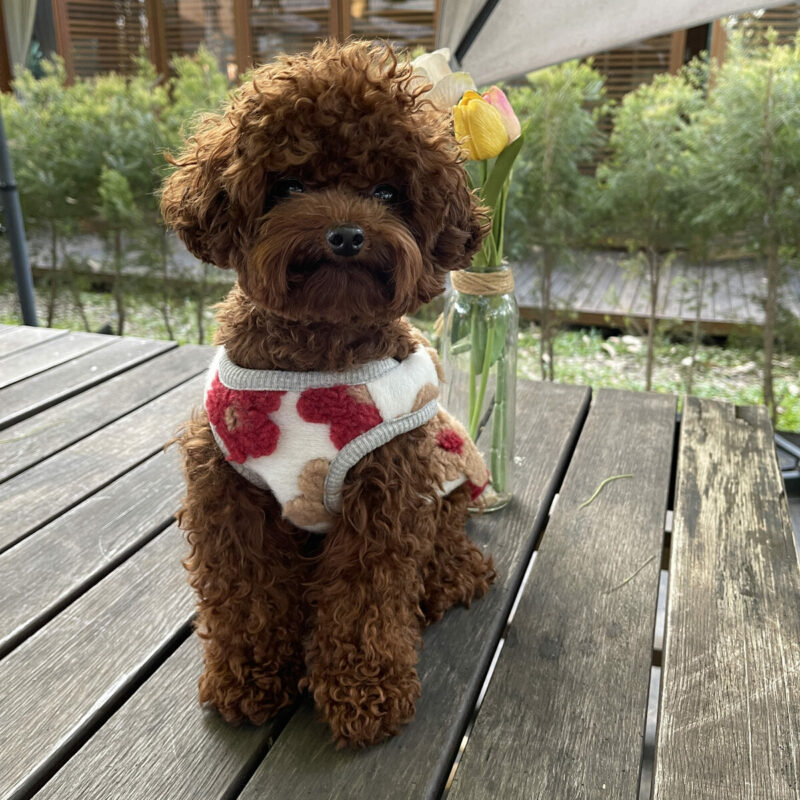 teacup poodle in best on wooden porch outside by flowers in vase in california