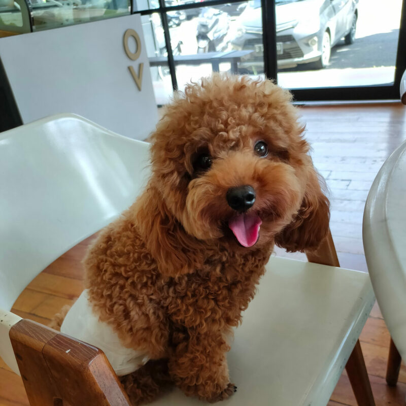 teacup poodle with tongue in chair inside in california