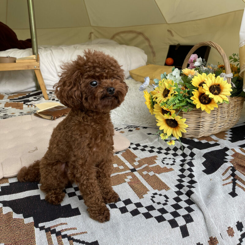 teacup poodle sitting outside on picnic blanket with flowers in a basket beside them outside in california