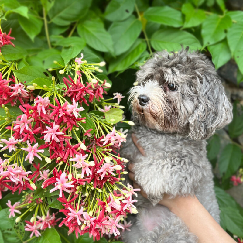 woman holding teacup poodle up to flowers in bush in florida