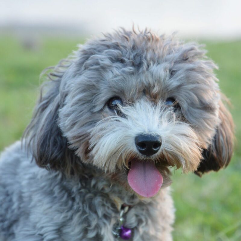 grey teaup poodle sitting outside in florida