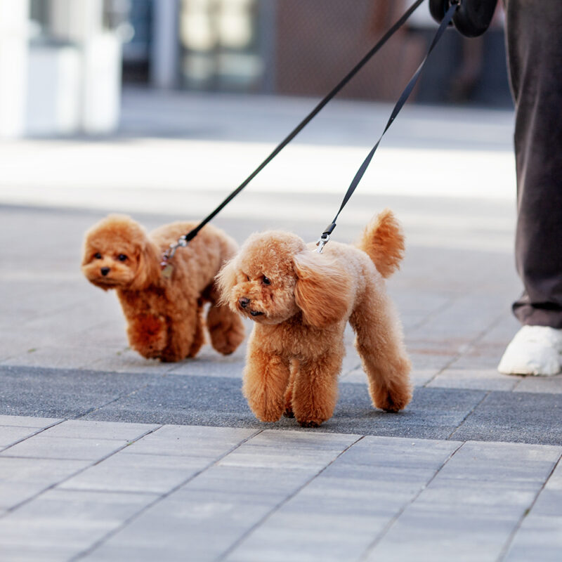 two teacup poodles walking on leashes outside two teacup poodles walking on leashes outside