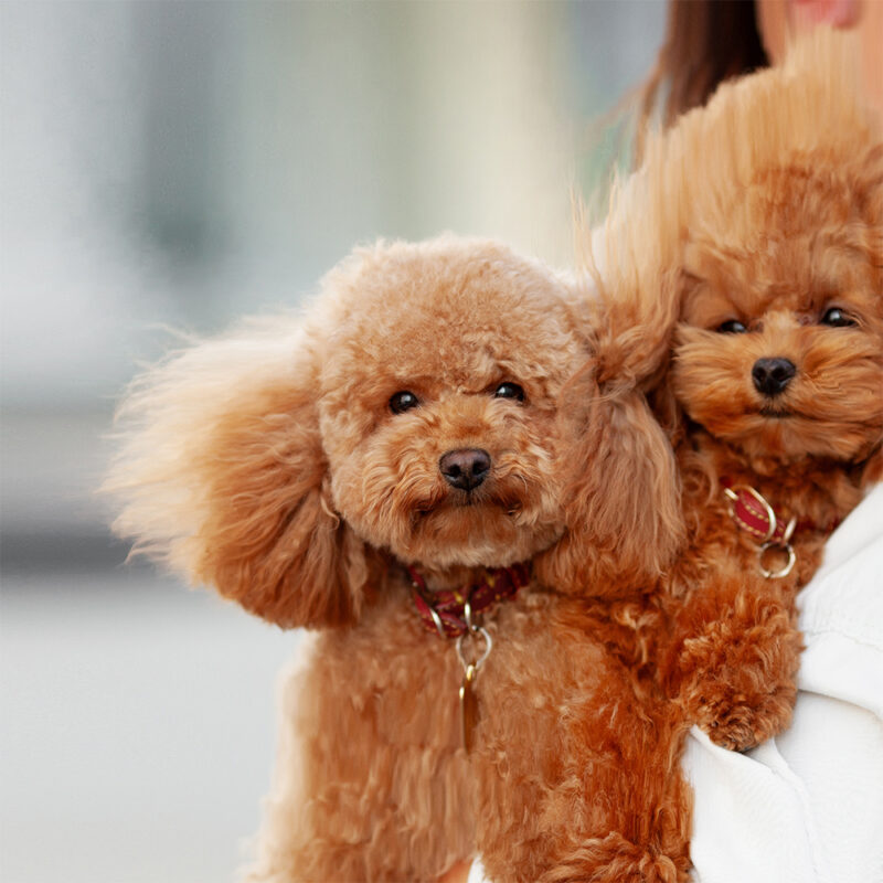 portrait close up two teacup poodles portrait close up two teacup poodles