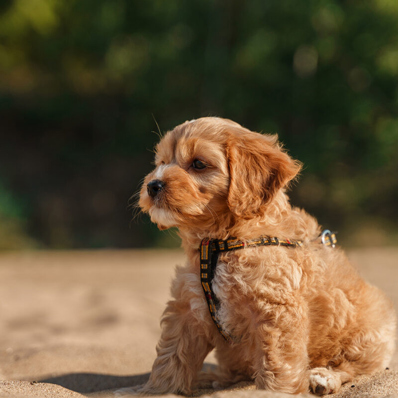 teacup poodle puppy sitting in wind teacup poodle puppy sitting in wind