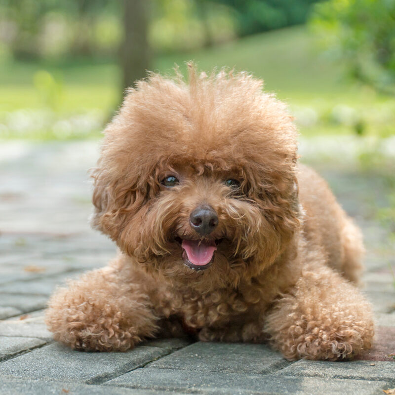 brown teacup poodle outside on sidewalk brown teacup poodle outside on sidewalk