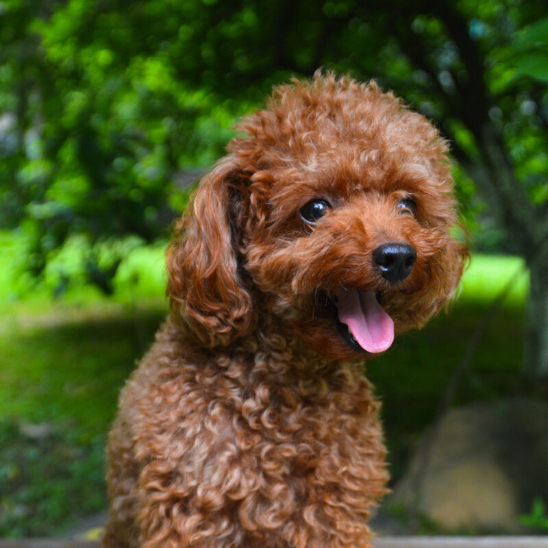 portrait close up brown teacup poodle portrait close up brown teacup poodle