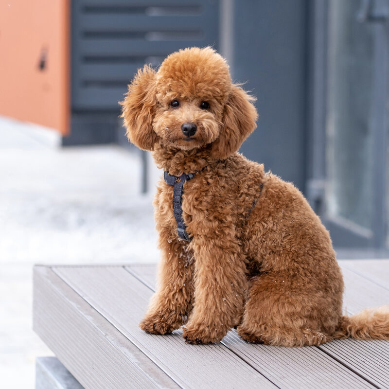 brown teacup poodle sitting nicely on bench brown teacup poodle sitting nicely on bench