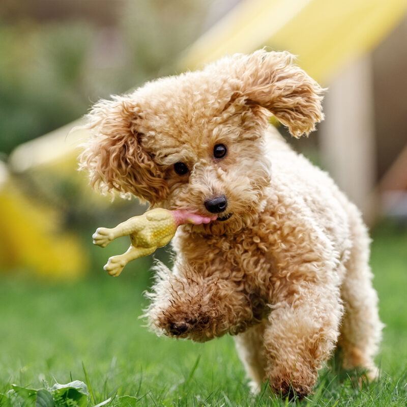 adopted teacup poodle running outside in a playground with a rubber chicken