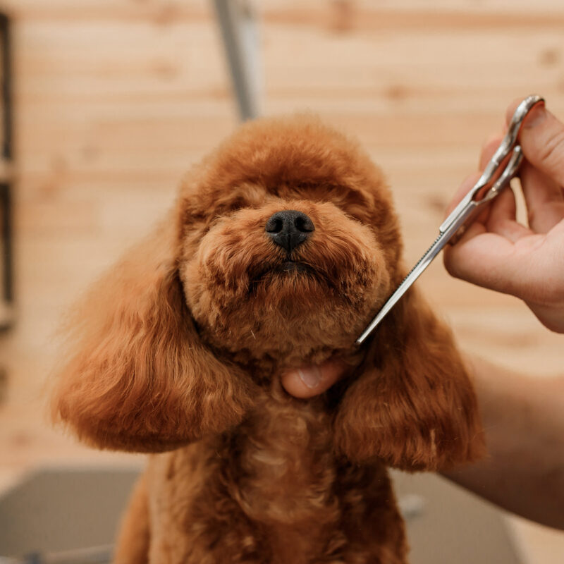 adopted teacup poodle being groomed with scissors