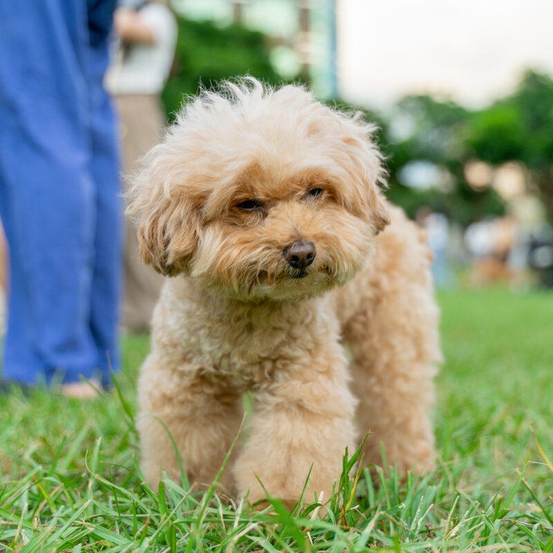 adopted teacup poodle walking on grass with people in the background