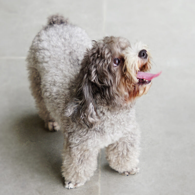 teacup poodle with their tongue out standing on tile floor