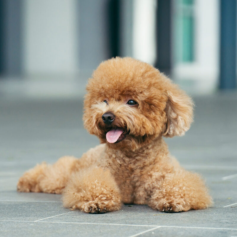 happy teacup poodle in urban area happy teacup poodle in urban area