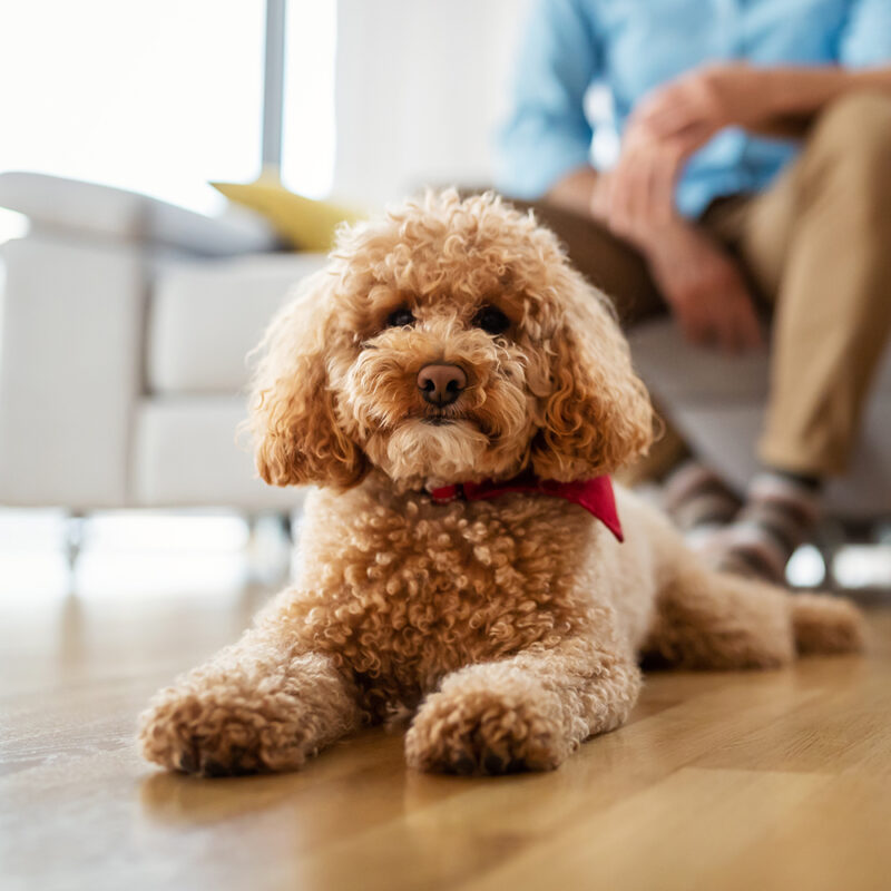 teacup poodle with red bandana inside teacup poodle with red bandana inside