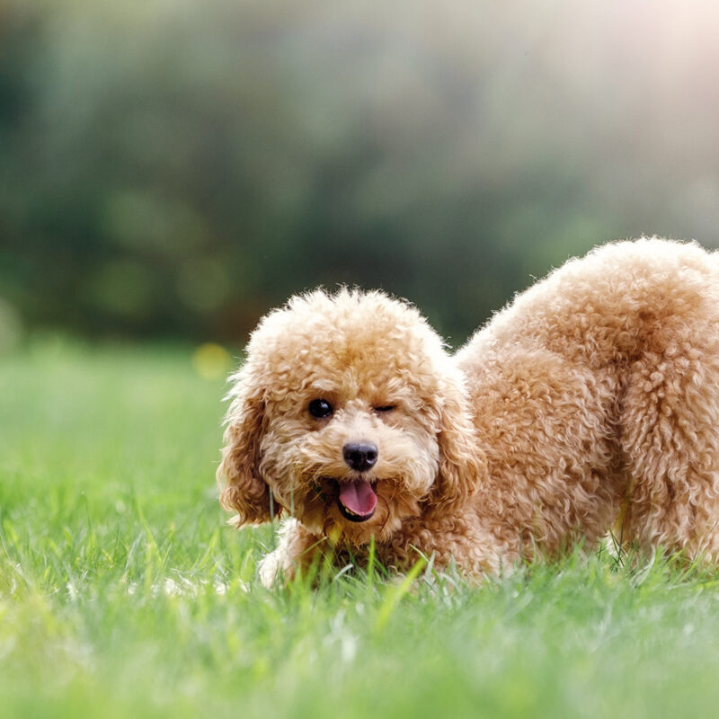 tan teacup poodle playing outside tan teacup poodle playing outside