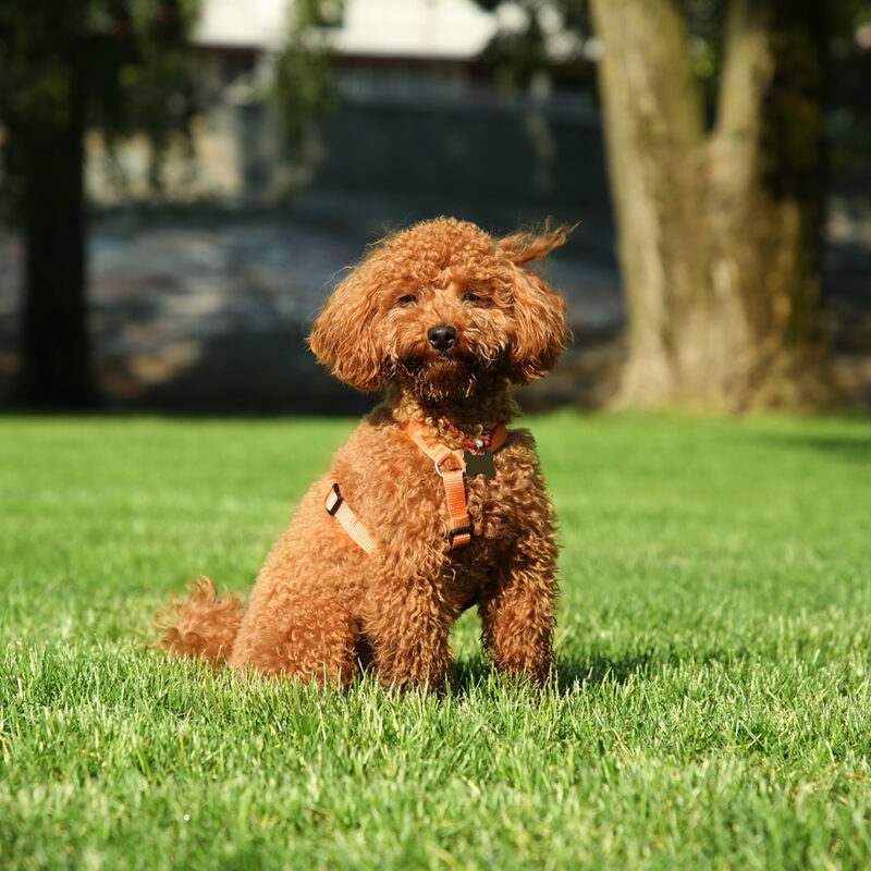 happy teacup poodle in harness outdoors happy teacup poodle in harness outdoors
