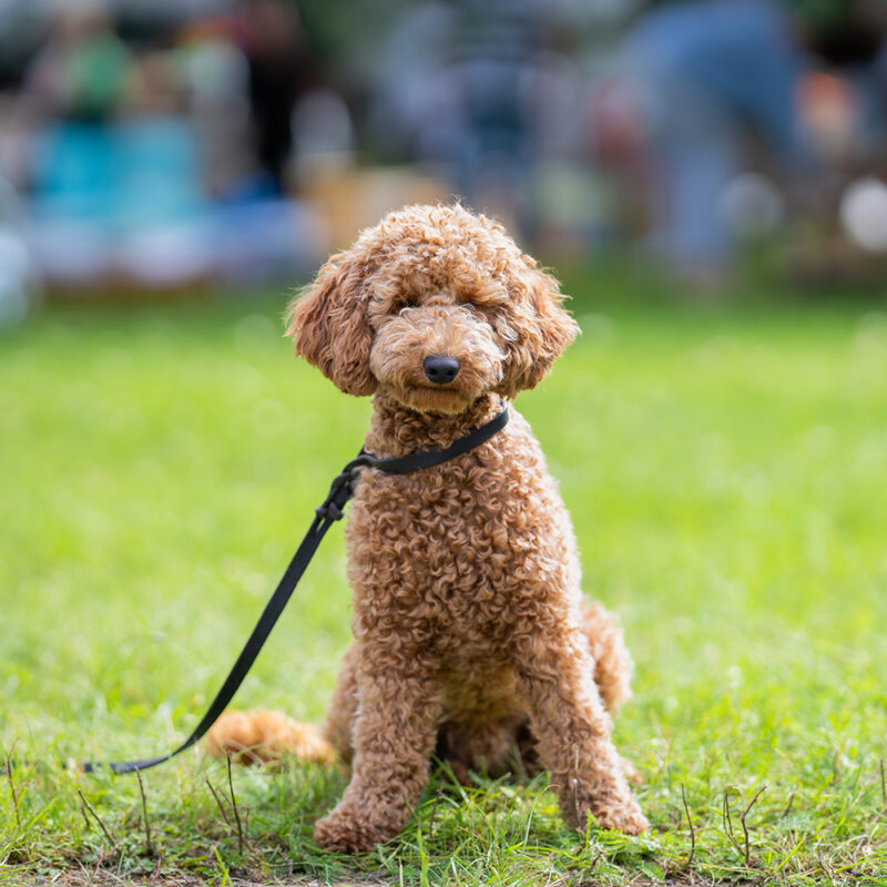 tan teacup poodle on leash in grass tan teacup poodle on leash in grass