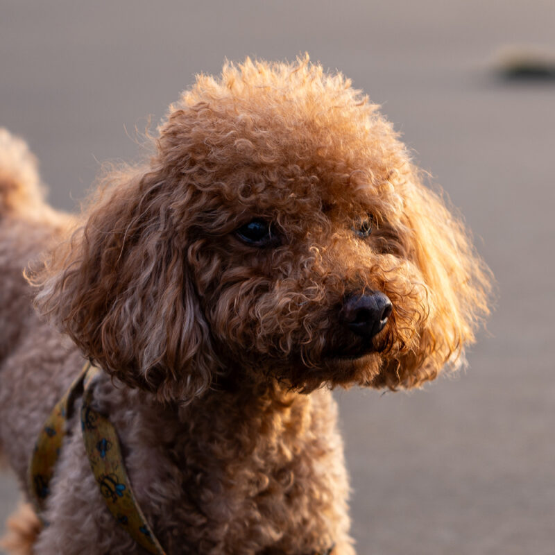 close up portrait teacup poodle close up portrait teacup poodle