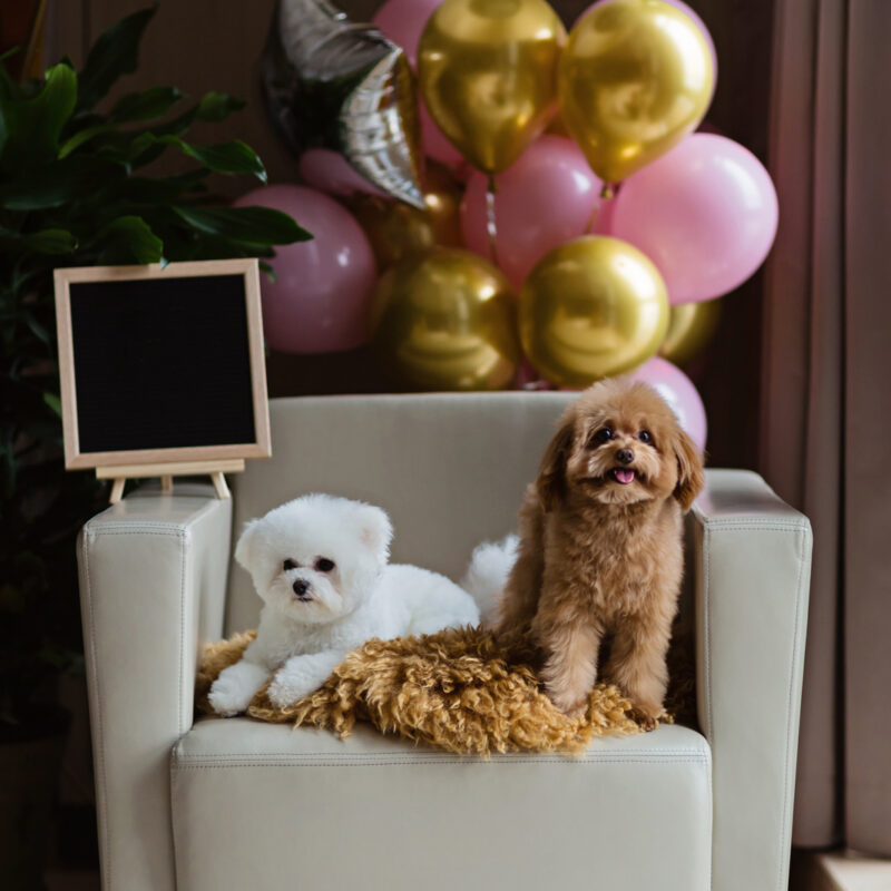 teacup poodles on armchair in front of balloons in new york apartment