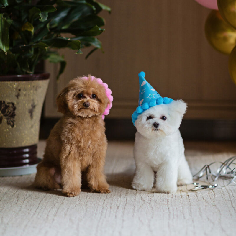 teacup poodles in birthday hates sitting inside in new york