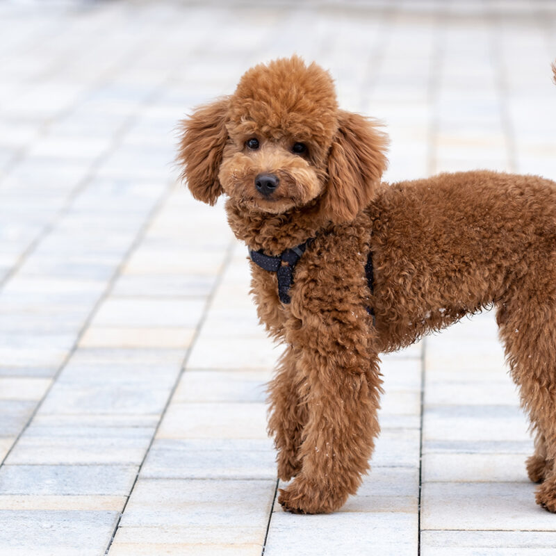 brown teacup poodle on city street brown teacup poodle on city street