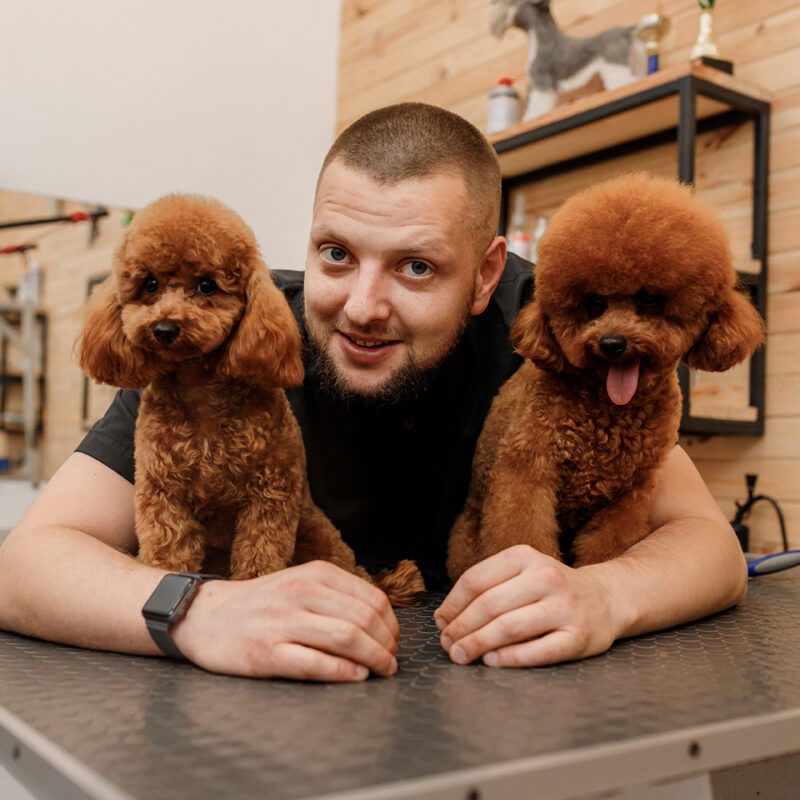 male owner with two teacup poodles male owner with two teacup poodles
