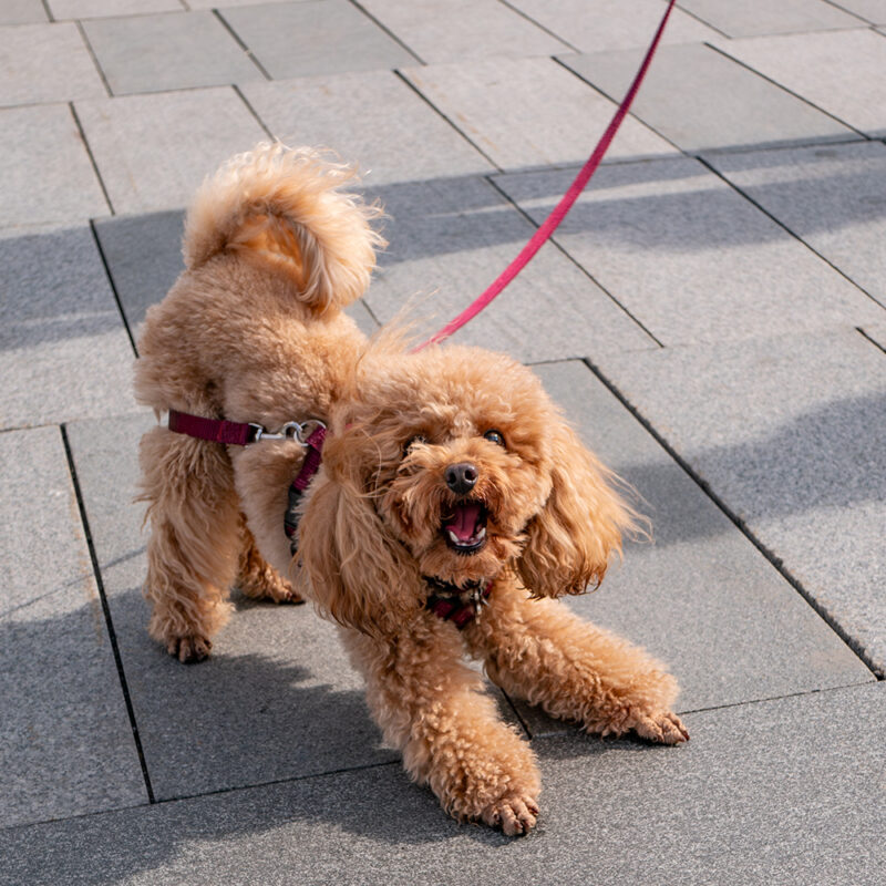 barking teacup poodle on city sidewalk barking teacup poodle on city sidewalk