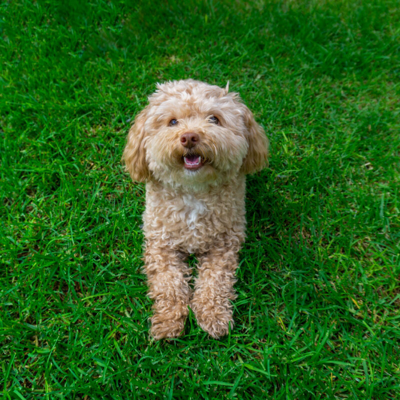 teacup poodle smiling and laying on grass in pennsylvania