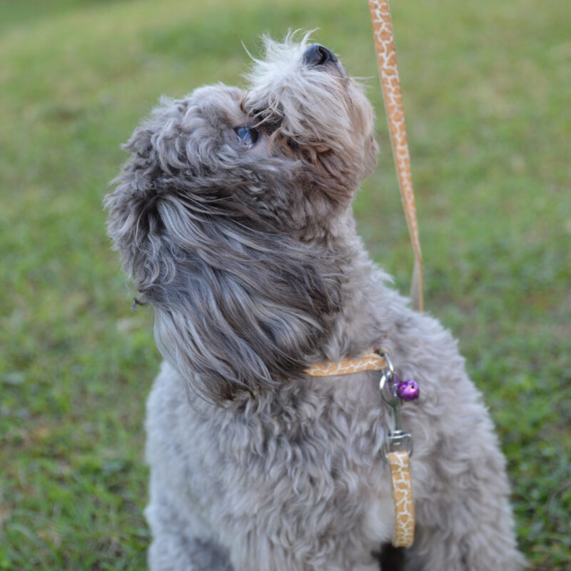 teacup poodle on leash sitting and looking up at the person walking them in pennsylvania