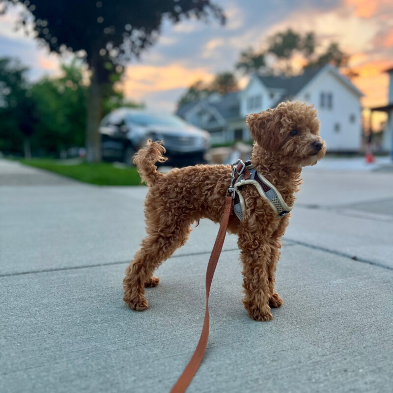 teacup poodle on leash on suburban sidewalk in texas