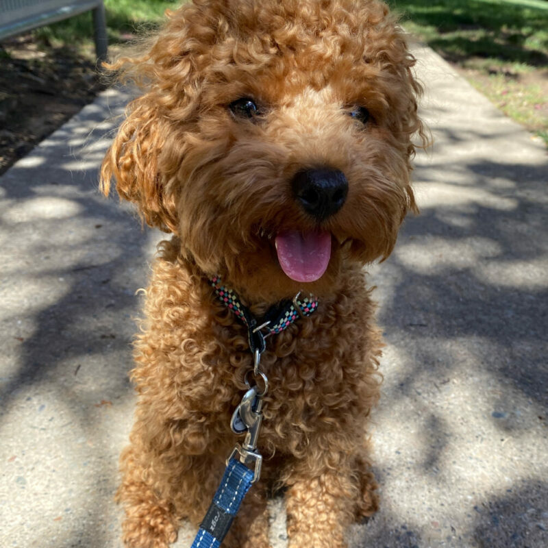 teacup poodle on leash being walked outside in texas