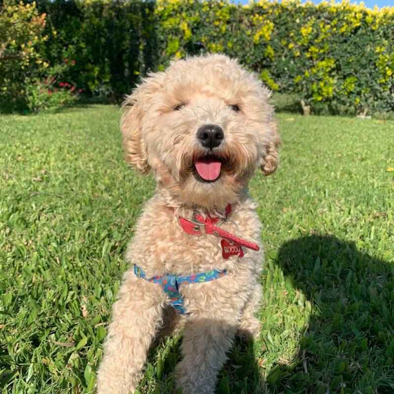 teacup poodle in harness sitting outside in grass in texas