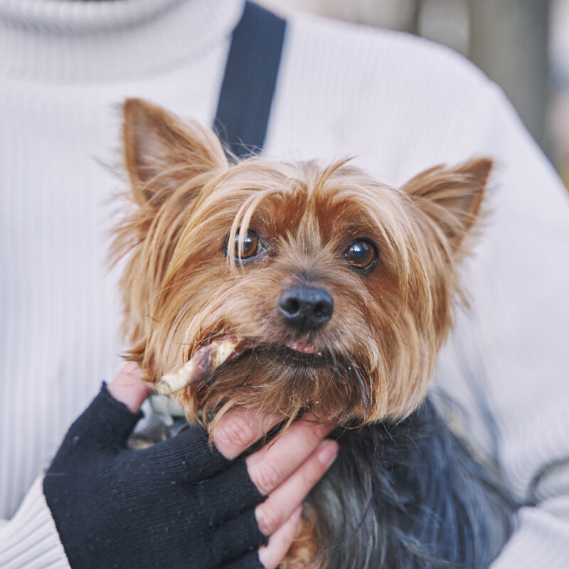 teacup yorkie with bone in mouth teacup yorkie with bone in mouth