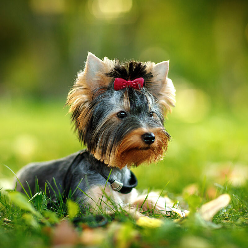 teacup yorkie with bow in hair outside teacup yorkie with bow in hair outside