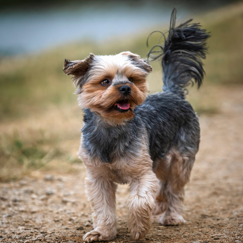 teacup yorkie playing outside teacup yorkie playing outside