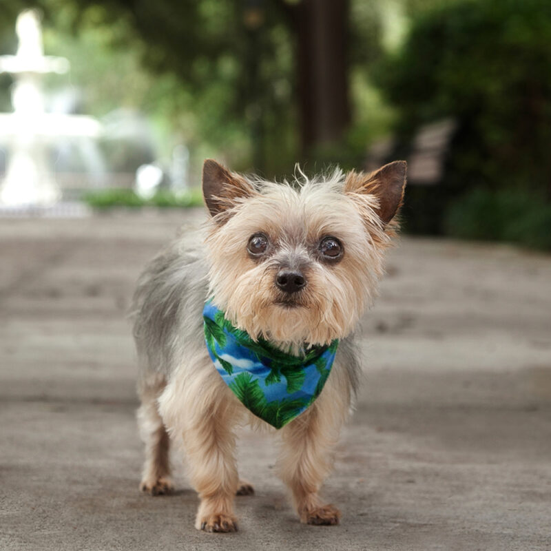 teacup yorkie standing outside on park path teacup yorkie standing outside on park path