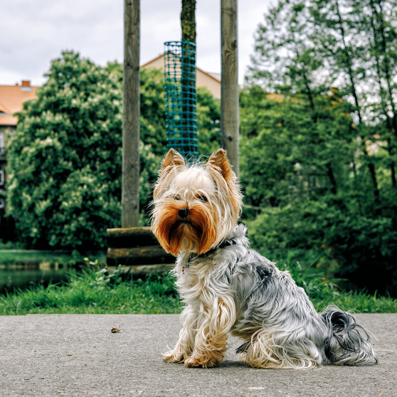 long-haired teacup yorkie outside in nature long-haired teacup yorkie outside in nature