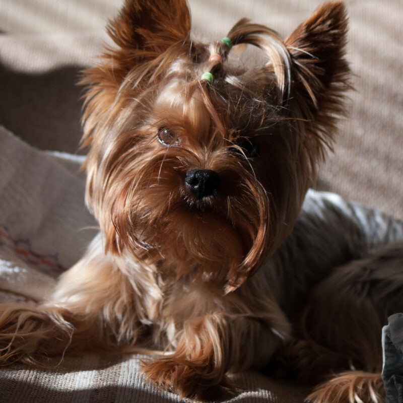 teacup yorkie with their hair tied up laying down in california