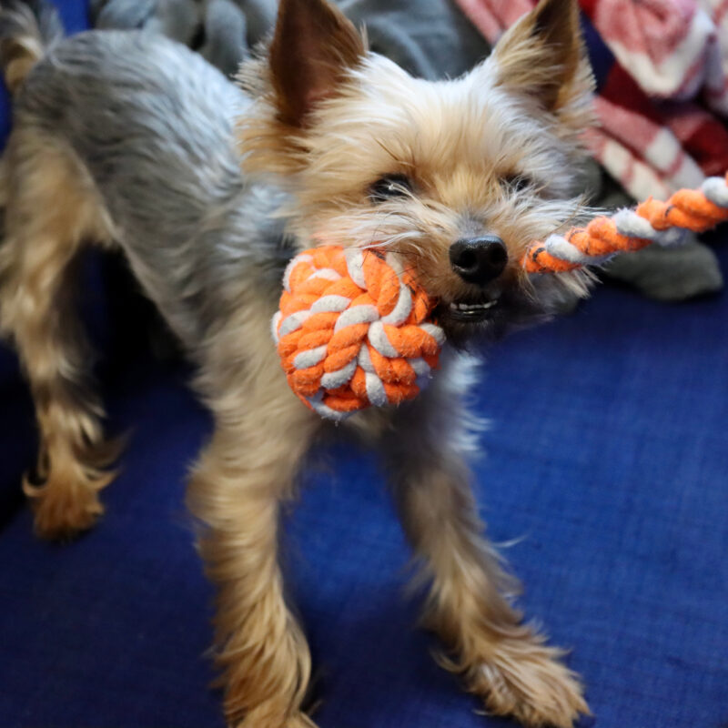 teacup yorkie playing tug of war on blankets in california