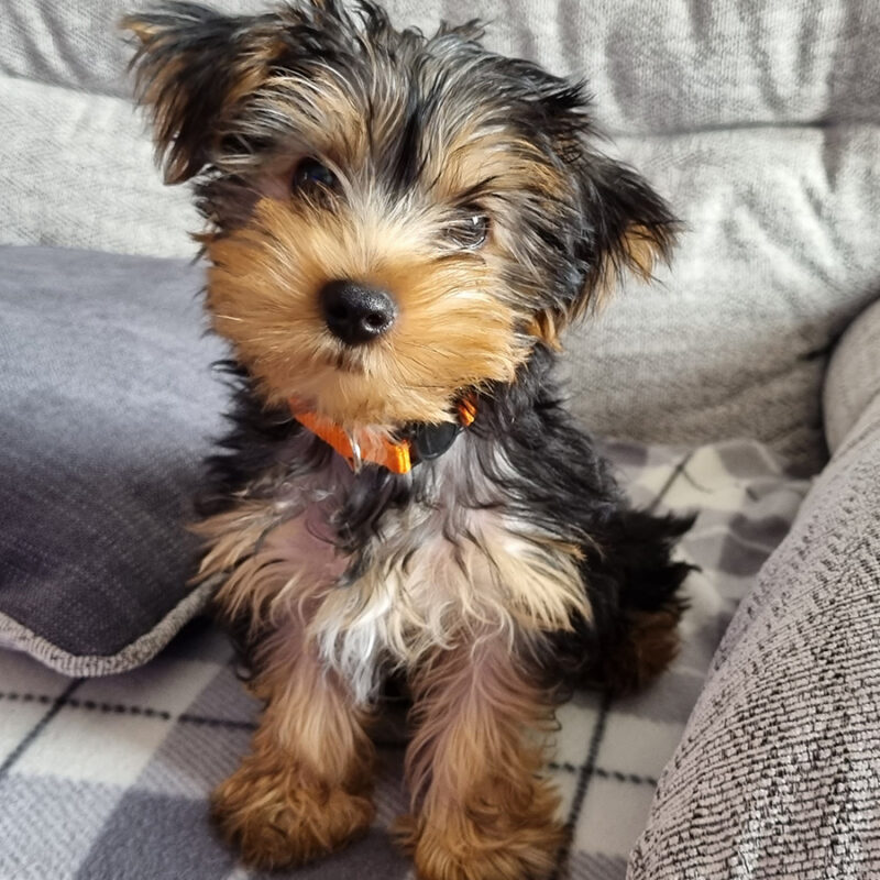 teacup yorkie sitting on couch in florida